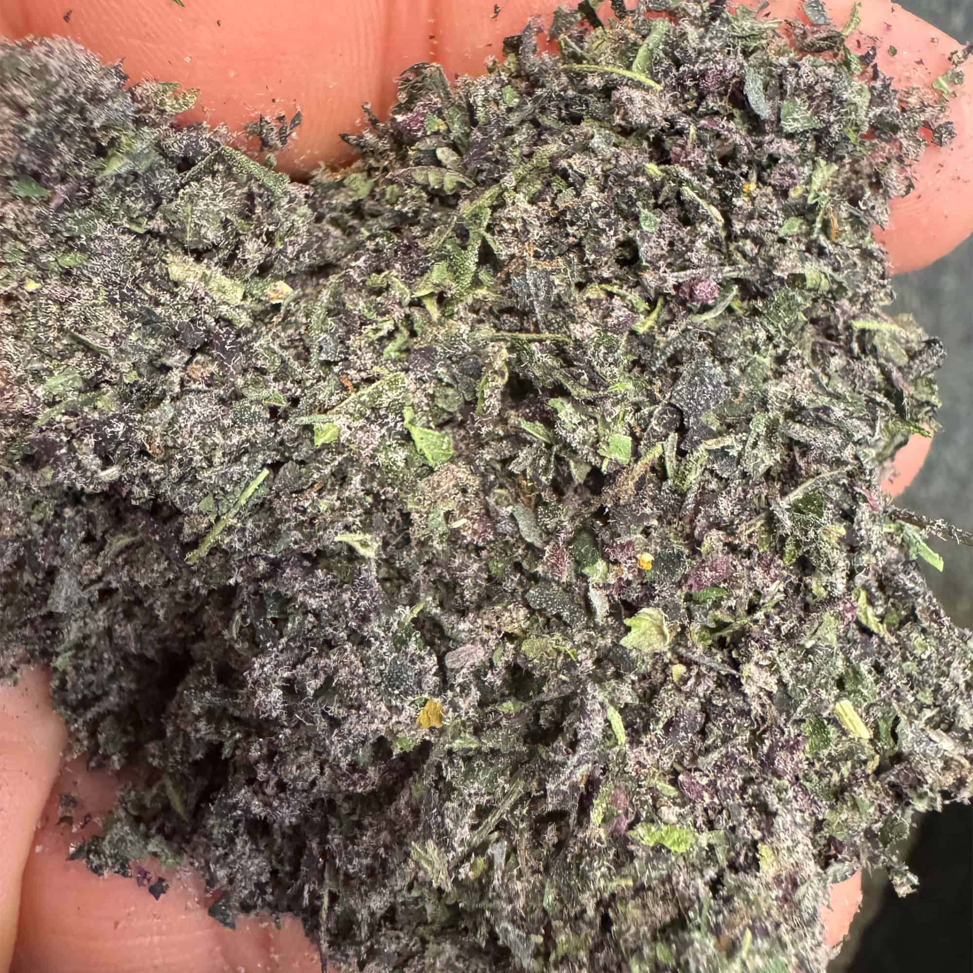BlackBerry skunk