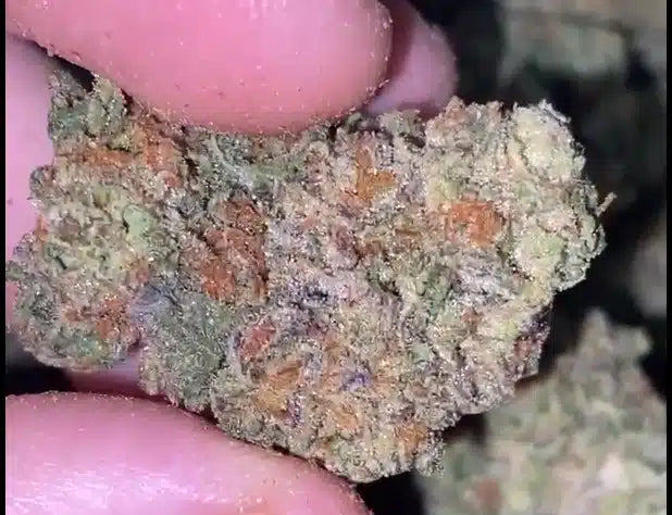 Biscotti